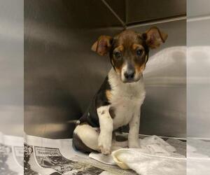 Mutt Dogs for adoption in San Antonio, TX, USA