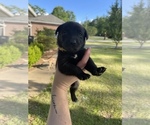 Small Photo #4 Australian Cattle Dog-Labrador Retriever Mix Puppy For Sale in SEMINOLE, AL, USA