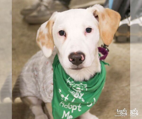 Medium Photo #2 Basset Hound-Unknown Mix Puppy For Sale in Washington, DC, USA