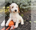 Small #1 Goldendoodle (Miniature)