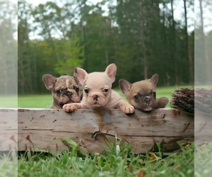 French Bulldog Puppy for sale in SPRING HILL, FL, USA