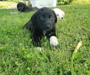 Labrenees Puppy for sale in CEDAR RAPIDS, IA, USA
