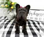 Small Photo #8 French Bulldog Puppy For Sale in FRANKLIN, IN, USA