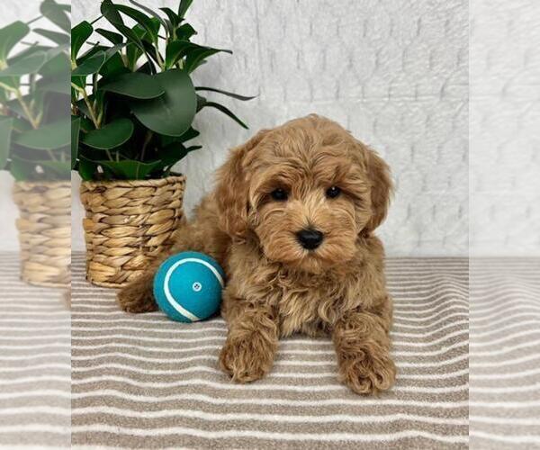 Medium Photo #1 Cavapoo Puppy For Sale in GREENFIELD, IN, USA