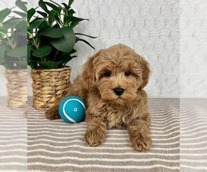 Cavapoo Puppy for sale in GREENFIELD, IN, USA