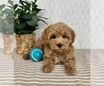 Small Cavapoo
