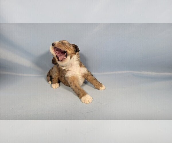 Medium Photo #9 Bernedoodle (Miniature) Puppy For Sale in BLACK FOREST, CO, USA