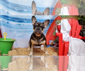 French Bulldog Puppy for sale in MARYVILLE, TN, USA