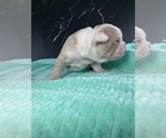 Small #8 Boston Terrier