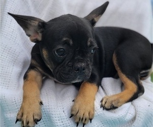 French Bulldog Puppy for sale in TAMPA, FL, USA