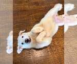 Small #3 Great Pyrenees
