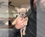 Small #3 French Bulldog