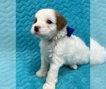 Small Photo #8 Cavapoo Puppy For Sale in BULLARD, TX, USA