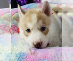 Small Photo #13 Siberian Husky Puppy For Sale in HESPERIA, CA, USA
