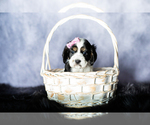 Small Photo #6 Cocker Spaniel Puppy For Sale in MILLERSBURG, IN, USA
