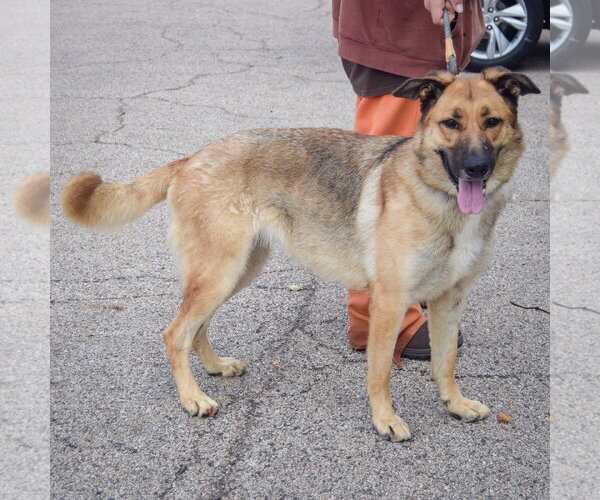 Medium Photo #2 German Shepherd Dog Puppy For Sale in Huntley, IL, USA