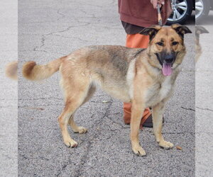 Mary - Female German Shepherd Dog Dog for Adoption - Photo #2