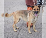 Small #1 German Shepherd Dog