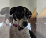 Small #1 Mutt