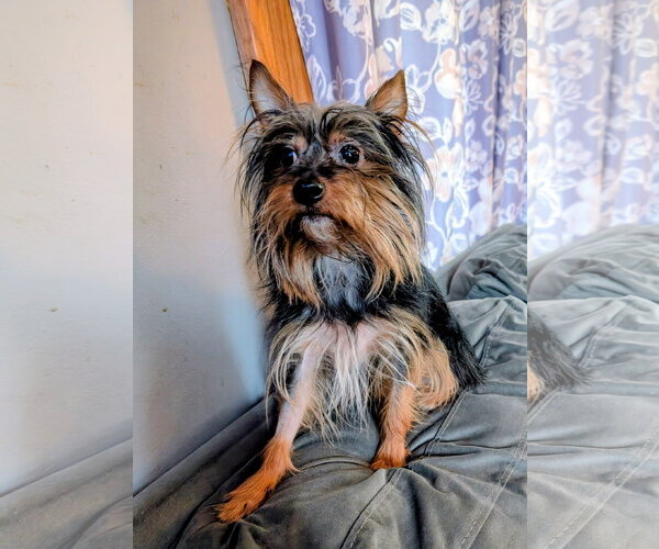 Medium Photo #5 Mutt Puppy For Sale in St. Louis Park, MN, USA