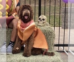 Small Photo #1 Goldendoodle Puppy For Sale in AZLE, TX, USA