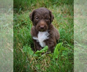 Aussiedoodle Puppy for sale in MOUNT VERNON, IA, USA