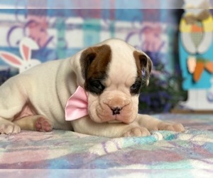 Boxer Puppy for sale in LANCASTER, PA, USA