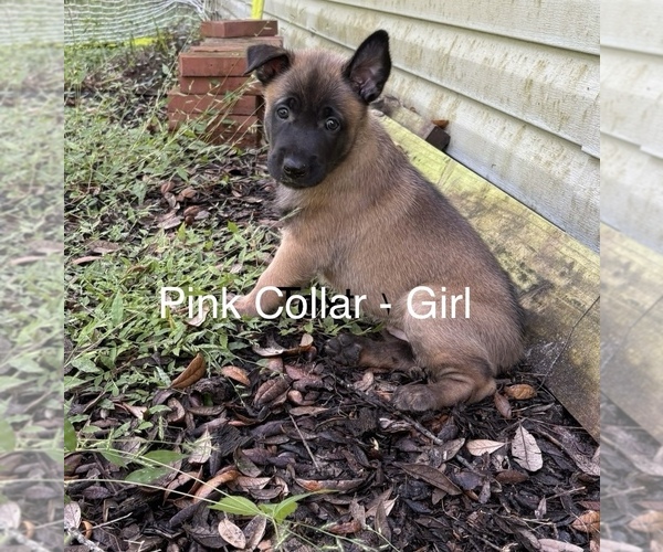Medium Photo #1 Belgian Malinois Puppy For Sale in LAKE MARY, FL, USA