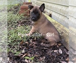 Puppy Pinky Belgian Malinois