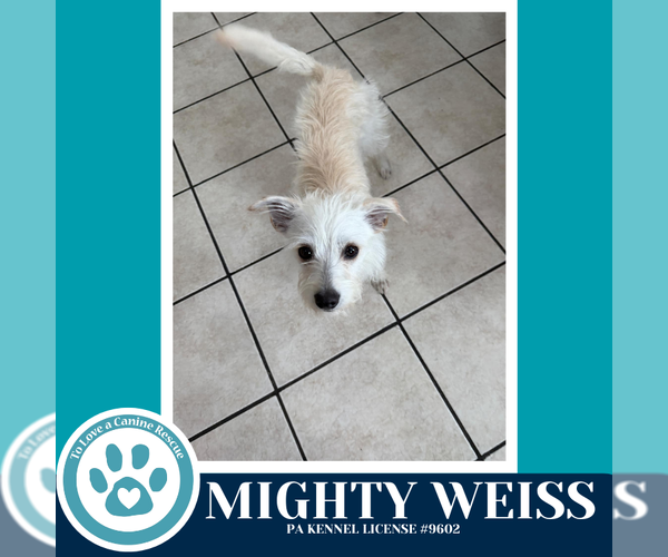 Medium Photo #2 Maltese-Unknown Mix Puppy For Sale in Kimberton, PA, USA