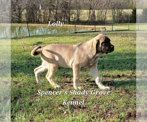 Medium Photo #1 Mastiff Puppy For Sale in CABOOL, MO, USA