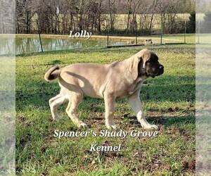 Mastiff Puppy for sale in CABOOL, MO, USA
