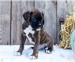 Small #2 Boxer