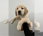 Small Photo #3 Golden Retriever Puppy For Sale in EASTVALE, CA, USA