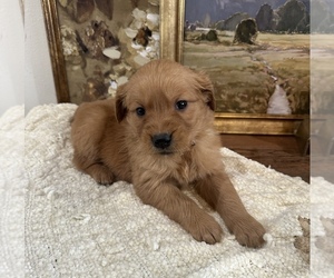Golden Retriever Puppy for sale in FORDLAND, MO, USA