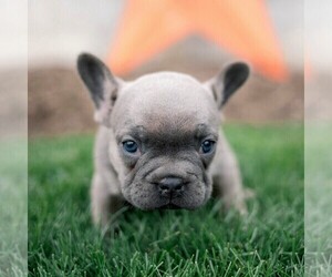 French Bulldog Puppy for sale in LANCASTER, PA, USA
