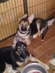 Small Photo #1 German Shepherd Dog Puppy For Sale in GREENVILLE, SC, USA