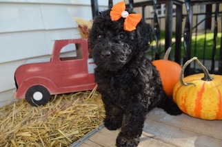 Goldendoodle-Poodle (Miniature) Mix Puppy for sale in HONEY BROOK, PA, USA