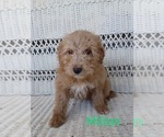 Small Photo #2 Goldendoodle (Miniature) Puppy For Sale in STANLEY, WI, USA