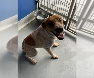 Texas Heeler-Unknown Mix Dogs for adoption in Visalia, CA, USA