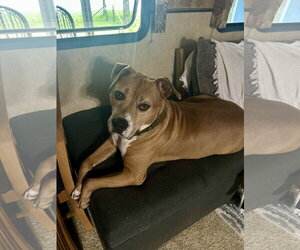 Tank - Male American Pit Bull Terrier-Unknown Mix Dog for Adoption - Photo #6