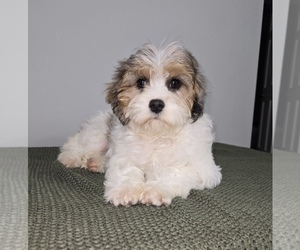 Cavapoo Puppy for sale in FRANKLIN, IN, USA