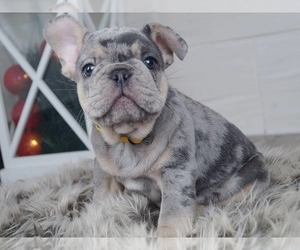 French Bulldog Puppy for sale in BOSTON, MA, USA