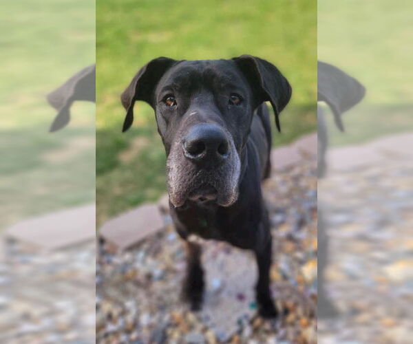 Medium Photo #2 Great Dane Puppy For Sale in Bullard, TX, USA