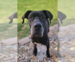 Small #1 Great Dane