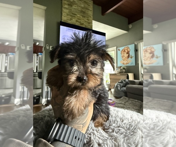 Medium Photo #8 Yorkshire Terrier Puppy For Sale in JOHNSTON, RI, USA