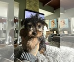 Small #7 Yorkshire Terrier