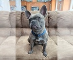 Small Photo #1 French Bulldog Puppy For Sale in SALEM, OR, USA