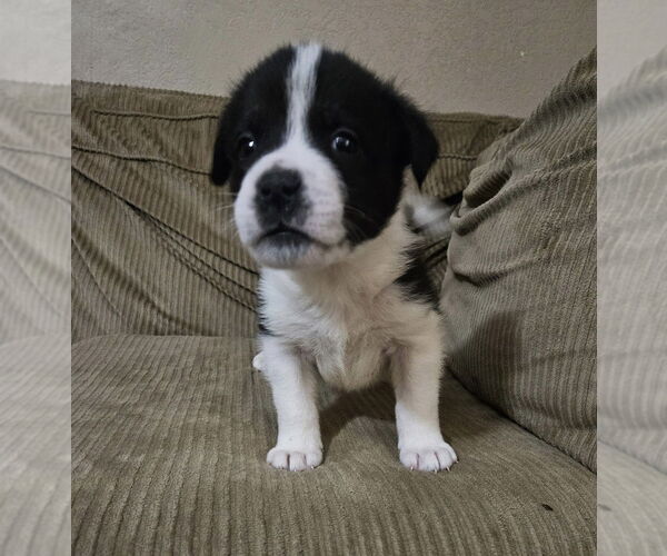 Medium Photo #2 Great Pyrenees-Unknown Mix Puppy For Sale in OKLAHOMA CITY, OK, USA