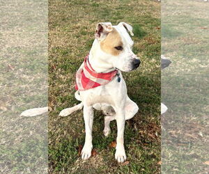 American Bulldog-Unknown Mix Dogs for adoption in Wakefield, RI, USA